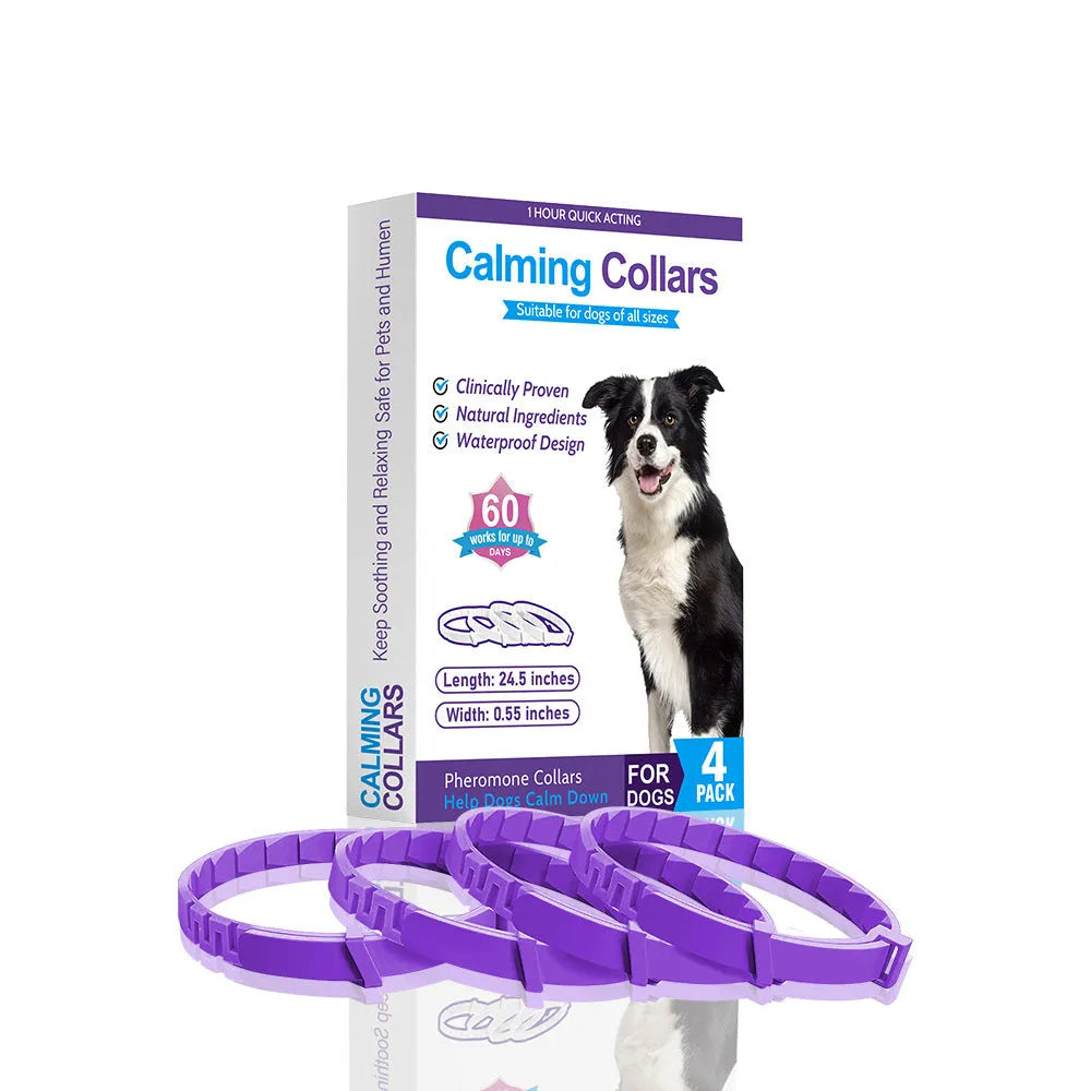 Four identical TPR dog collars in different colours on a white background.