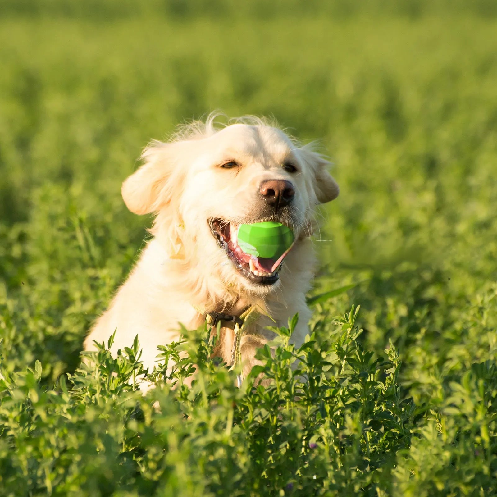 Green natural rubber dog chew toy with squeaker for large breed aggressive chewers.