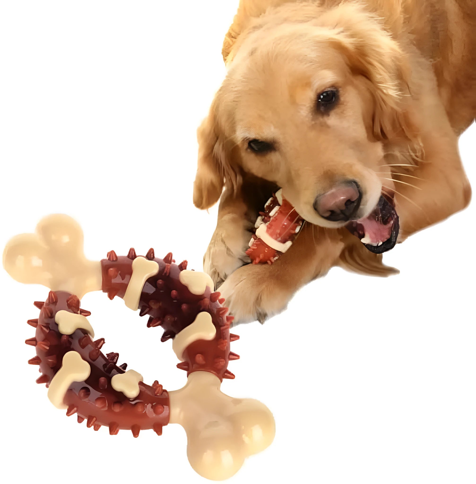 Natural rubber bone-shaped dog chew toy for dental health.