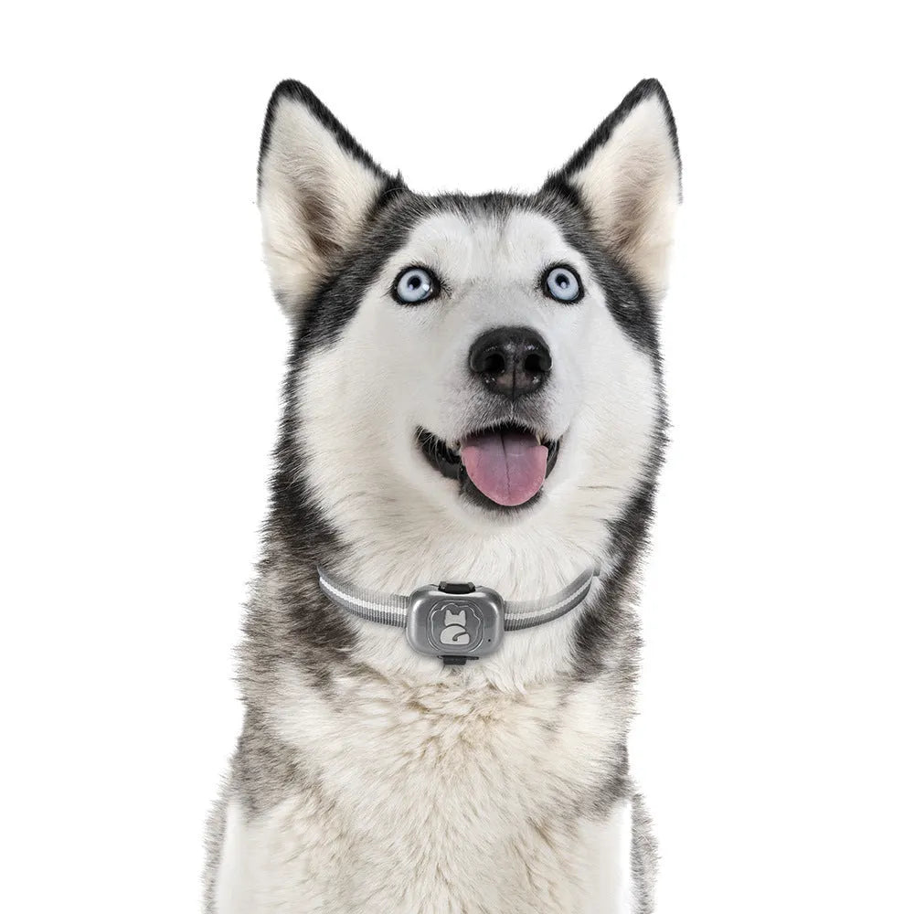 Black pet GPS tracker device with hanging rope for collar attachment