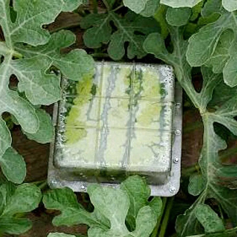 Square plastic watermelon growth mould for farms, measuring 13cm on each side.