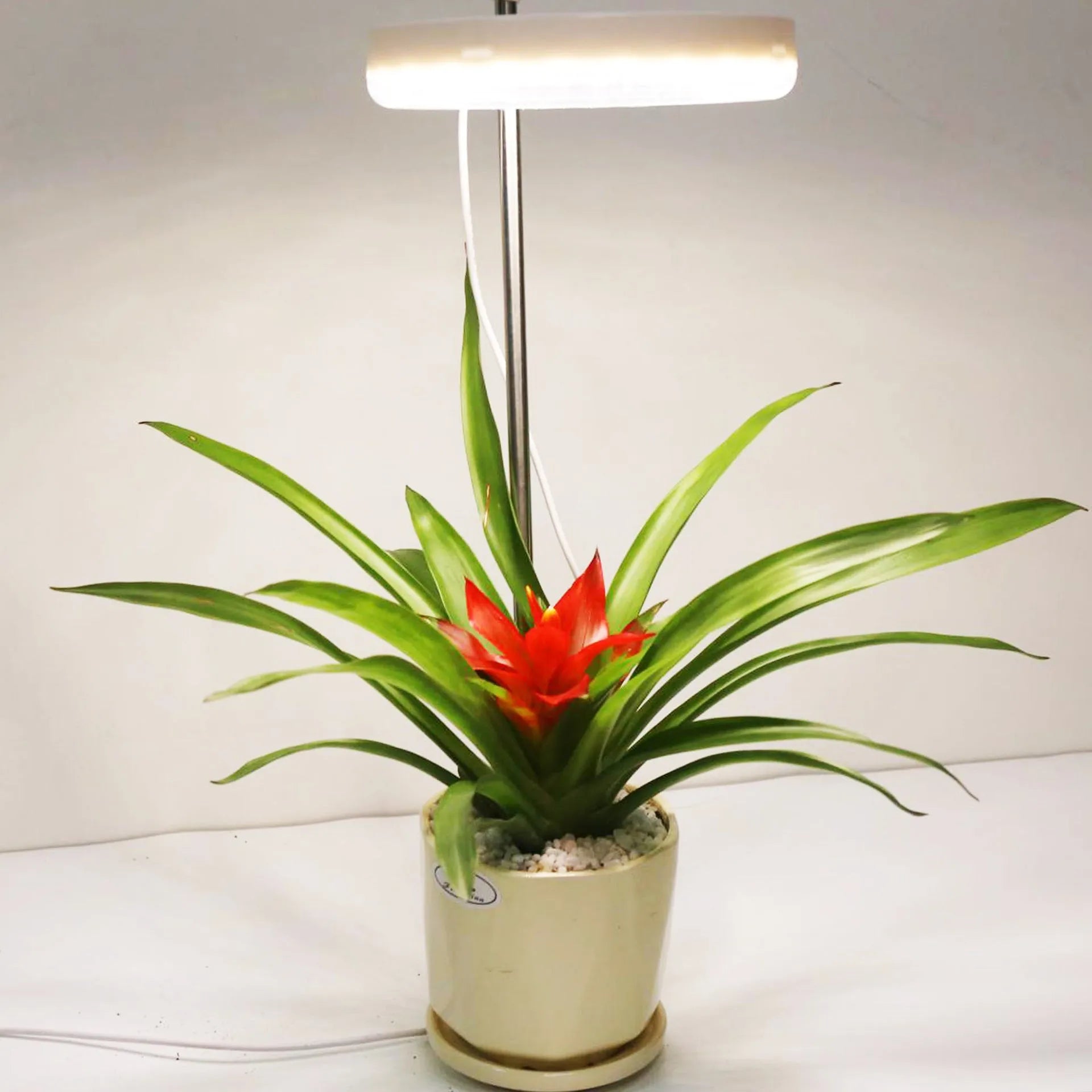 Compact plant growth lamp with full spectrum lighting for desk placement with indoor plants