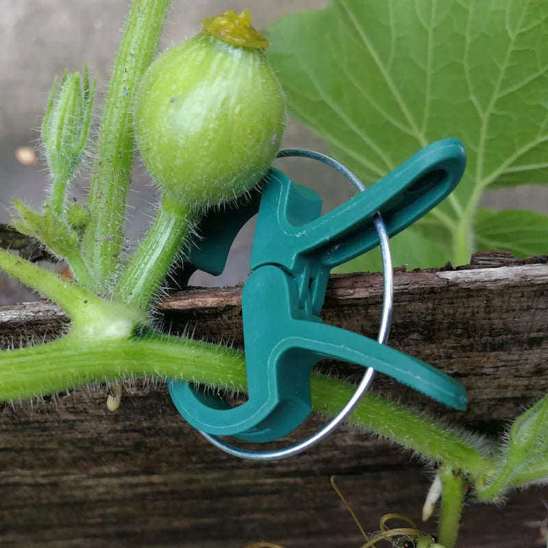 Green plastic and zinc plant fixing clips, showing large and small sizes for climbing vegetables.
