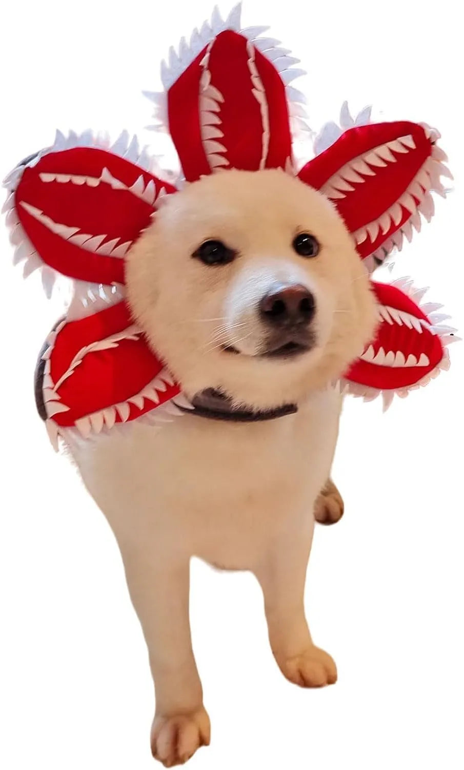 Medium dog wearing Halloween costume with demon hat flower headband and chomper style top
