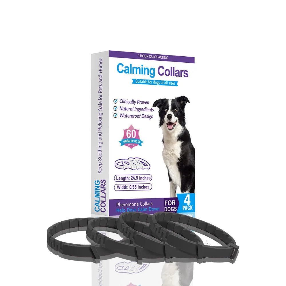 Four identical TPR dog collars in different colours on a white background.