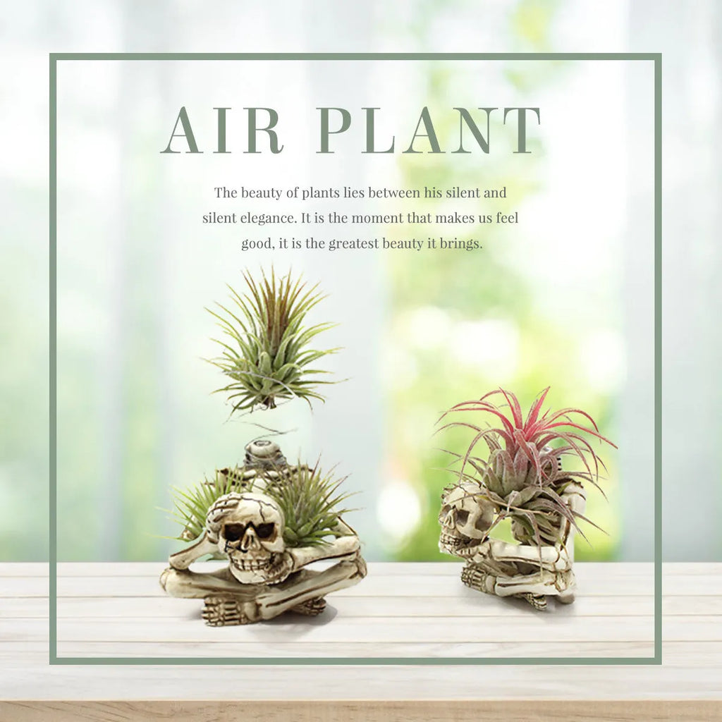 Gothic skull resin bracket holding Tillandsia air plant with iron base