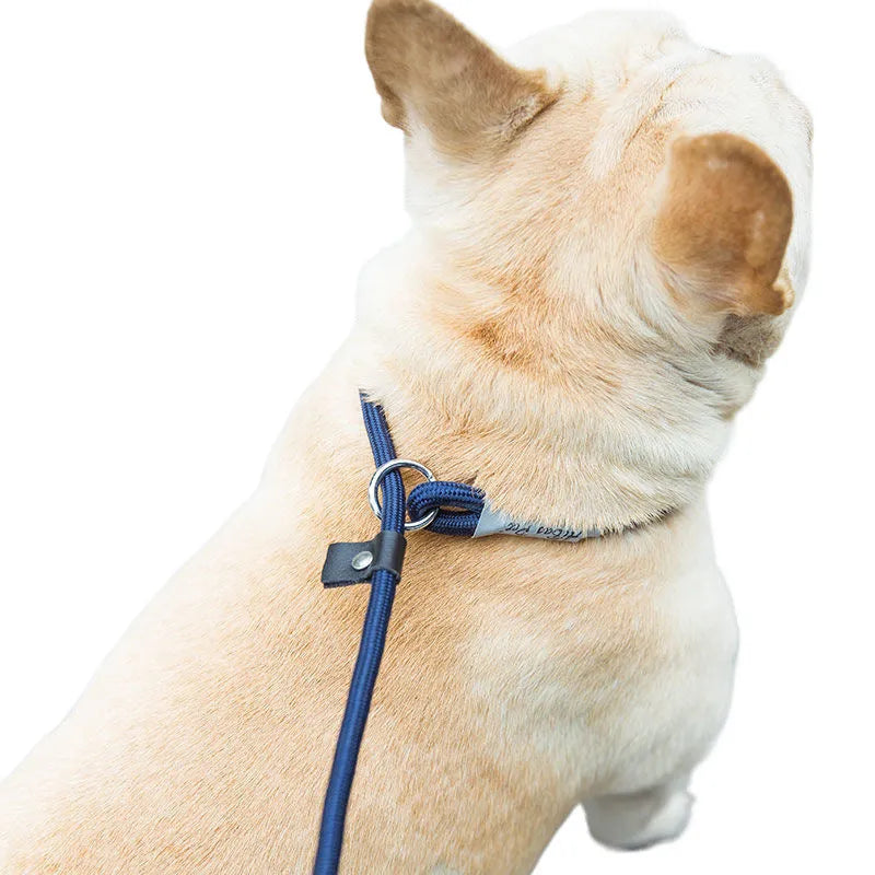 Nylon dog training rope in black, 1.5m length, 1.0cm thickness, on plain background