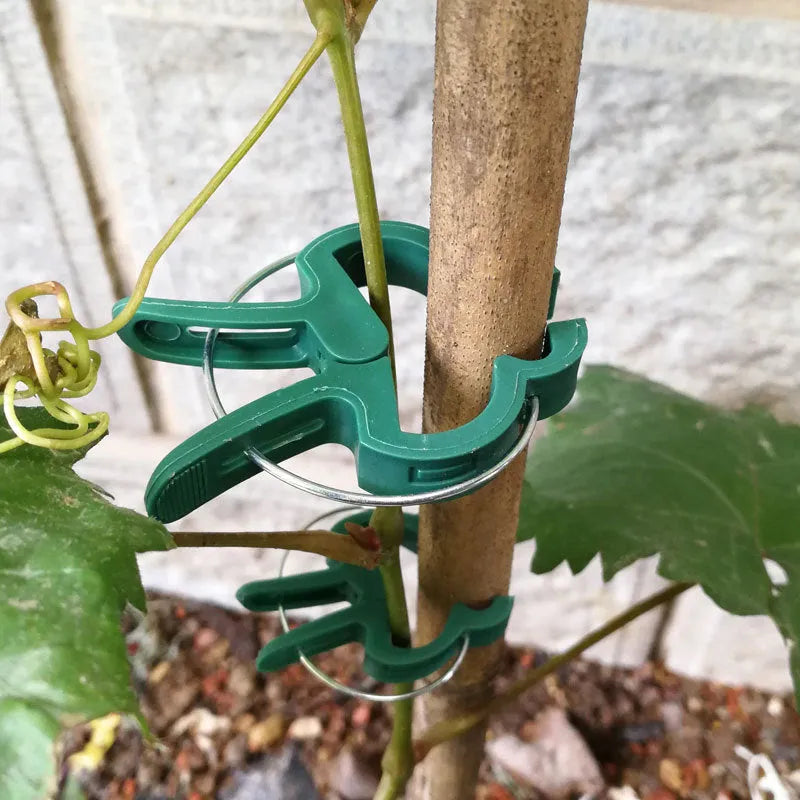 Green plastic and zinc plant fixing clips, showing large and small sizes for climbing vegetables.