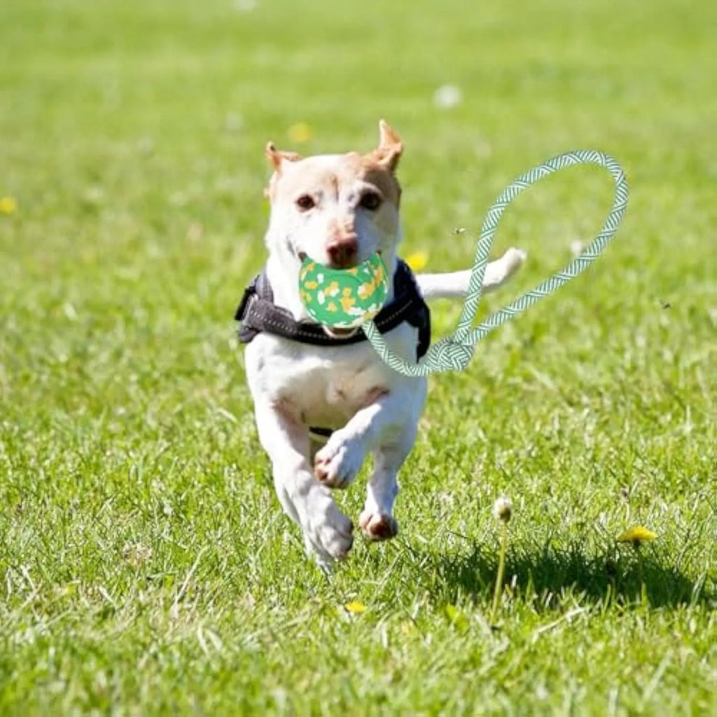 Dog toy featuring a natural rubber ball attached to a nylon rope for fetch and tug games.