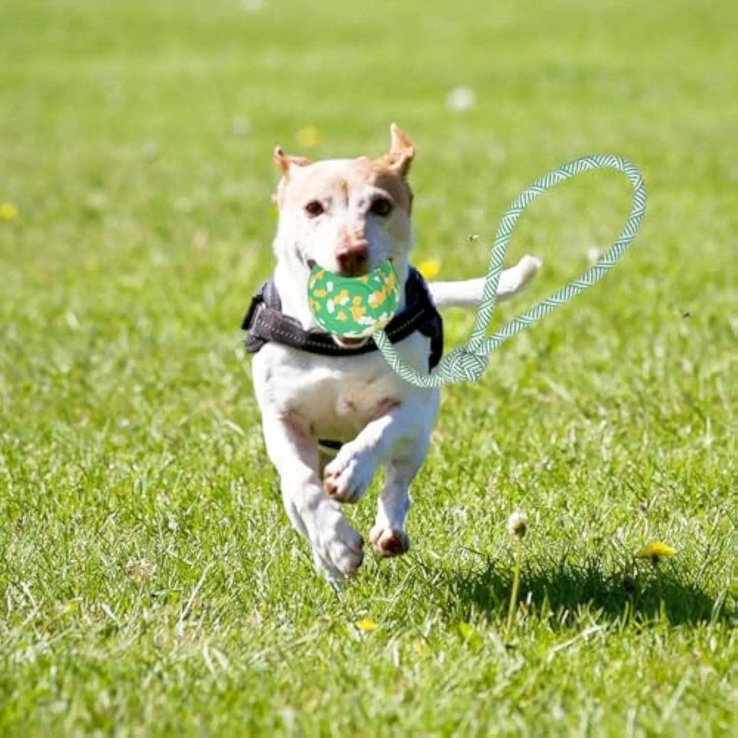Dog toy featuring a natural rubber ball attached to a nylon rope for fetch and tug games.