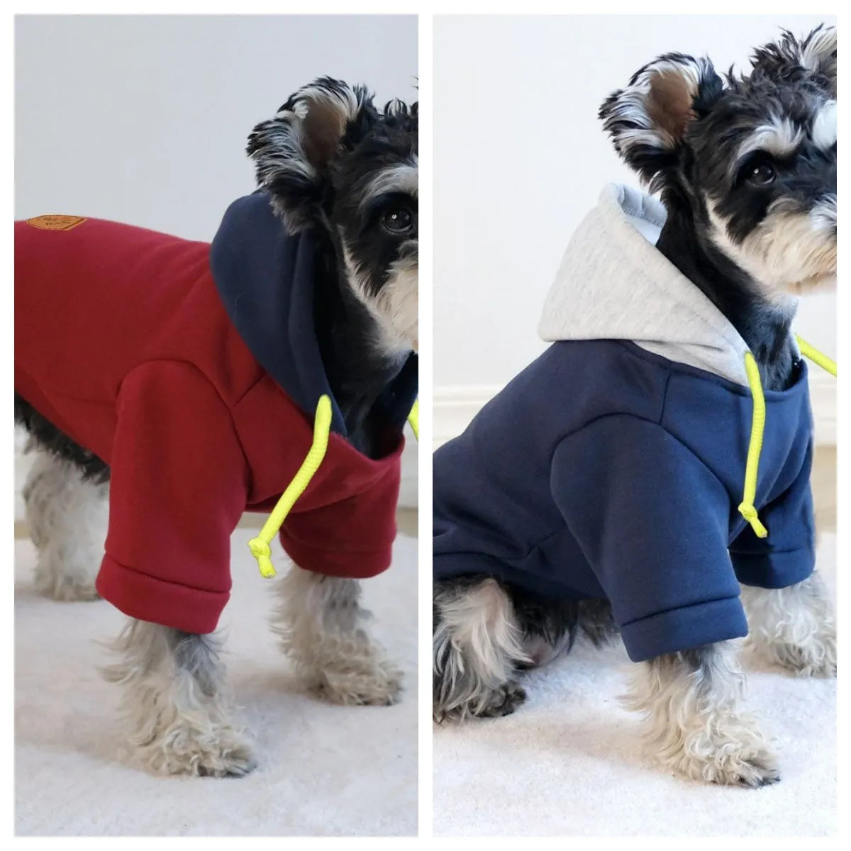 Dark red British-style dog hooded pullover jumper on a model dog