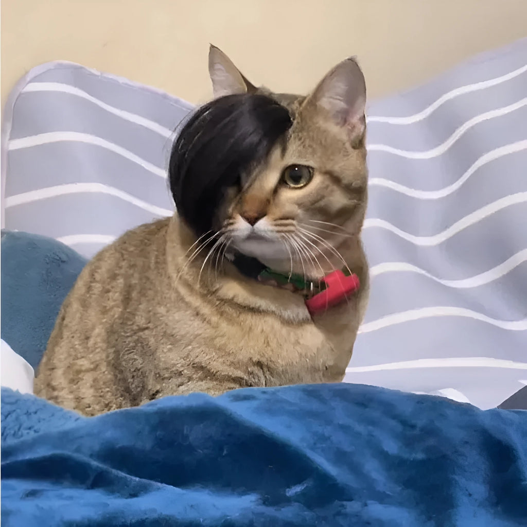 Black polyester pet wig with imitation braid style for cats on a white background