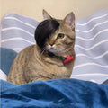 Black polyester pet wig with imitation braid style for cats on a white background