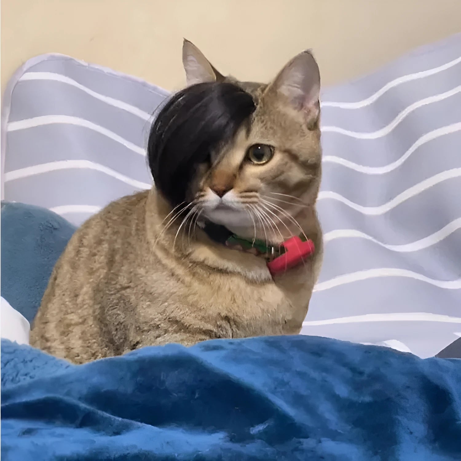 Black polyester pet wig with imitation braid style for cats on a white background