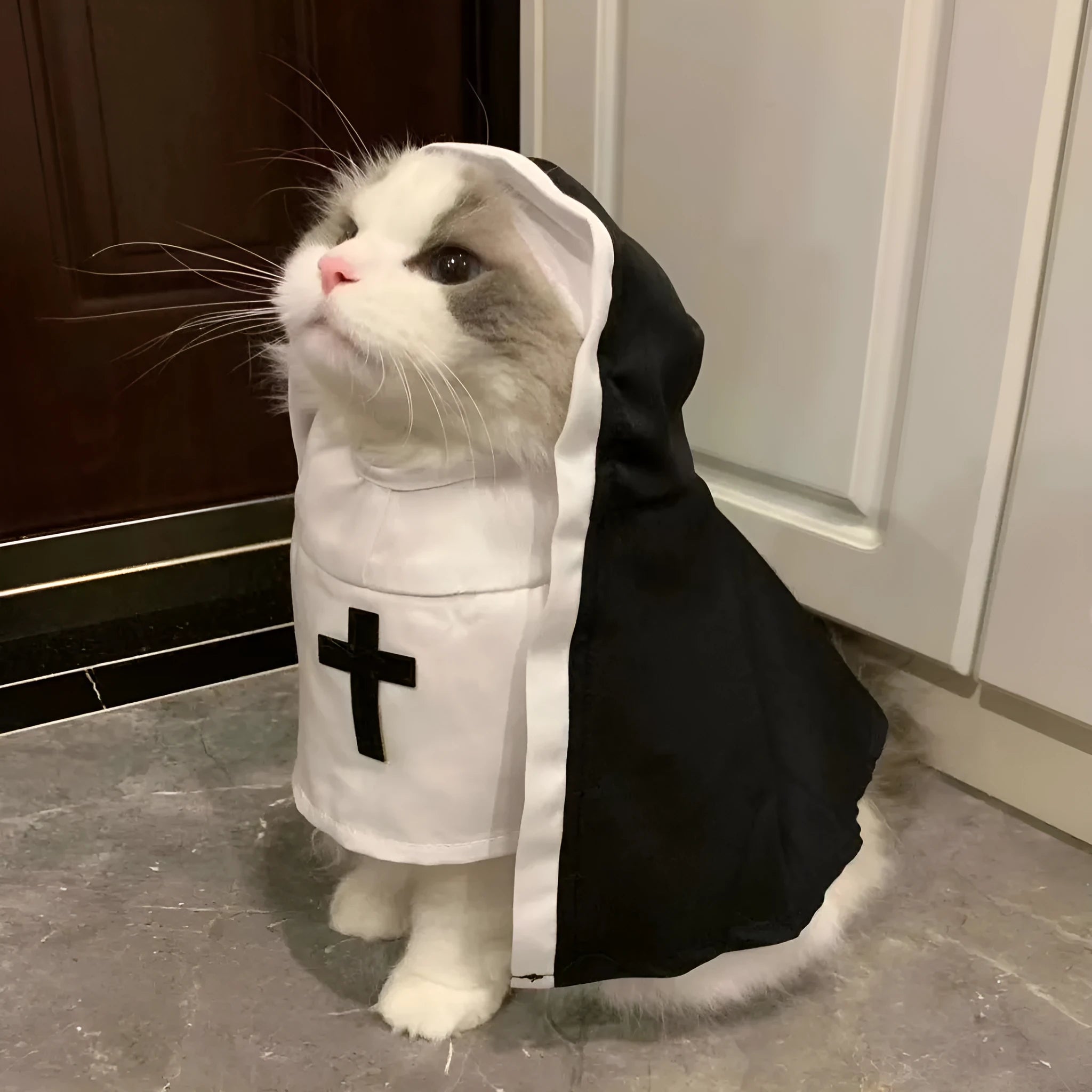 Black and white nun costume cloak outfit on a small or medium dog for Halloween.