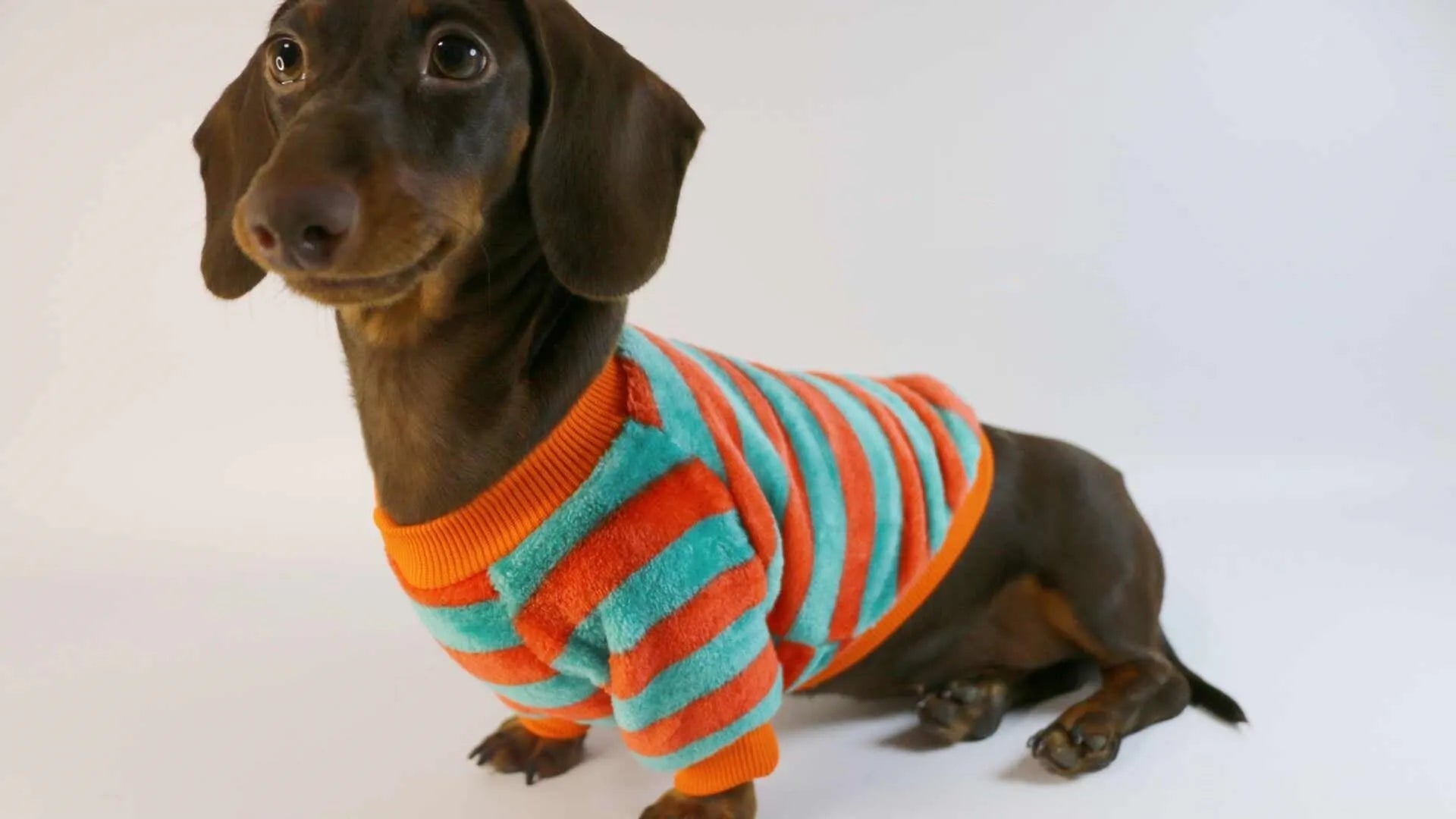 Striped casual sweatshirt for a dog or cat with a round neck, shown in orange-red and white stripes.