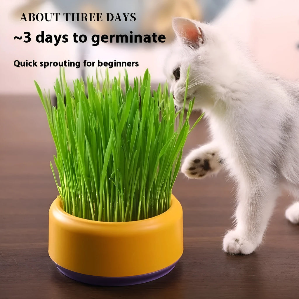 Blue hydroponic cat grass kit with a reusable plastic cup and five packets of wheatgrass seeds.