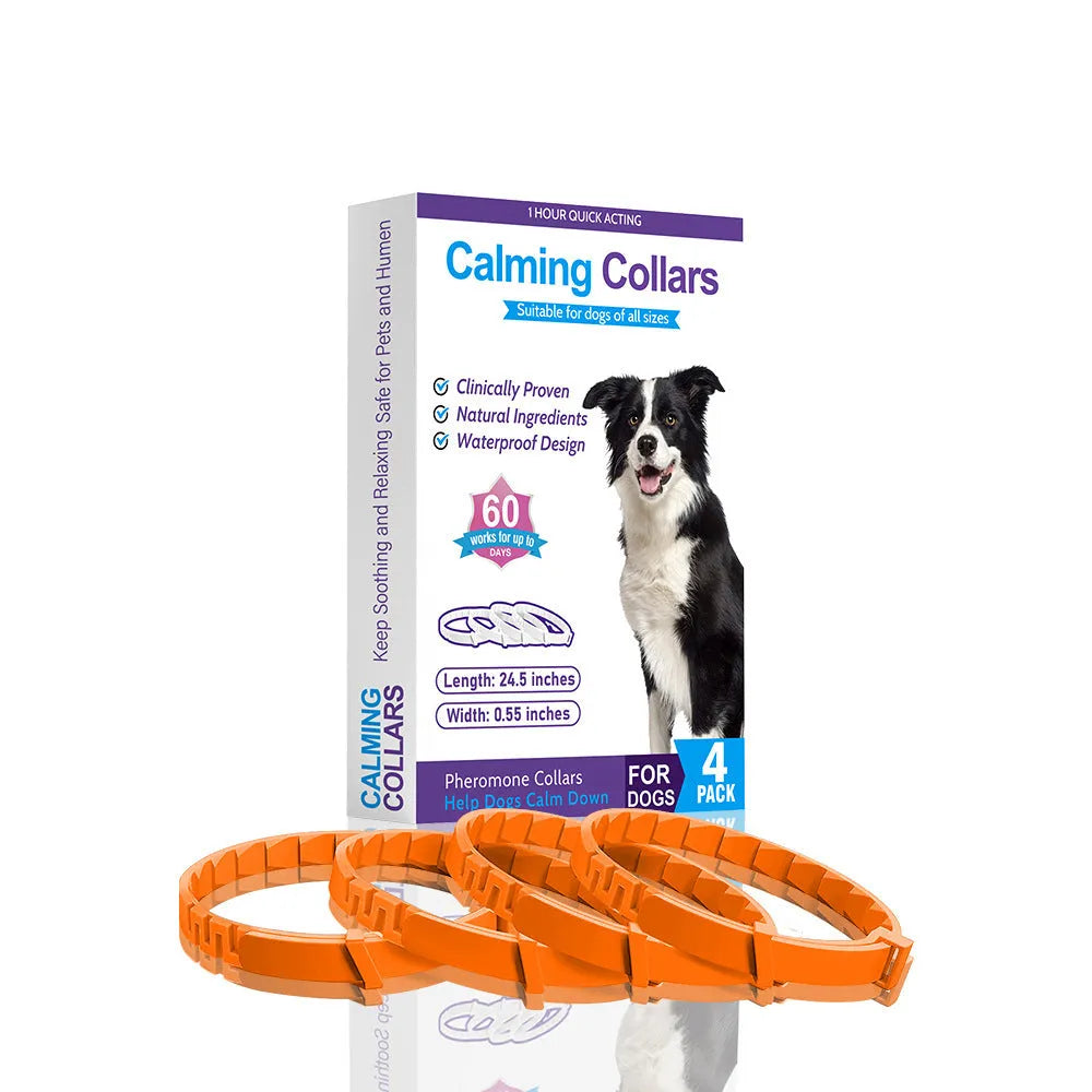 Four identical TPR dog collars in different colours on a white background.