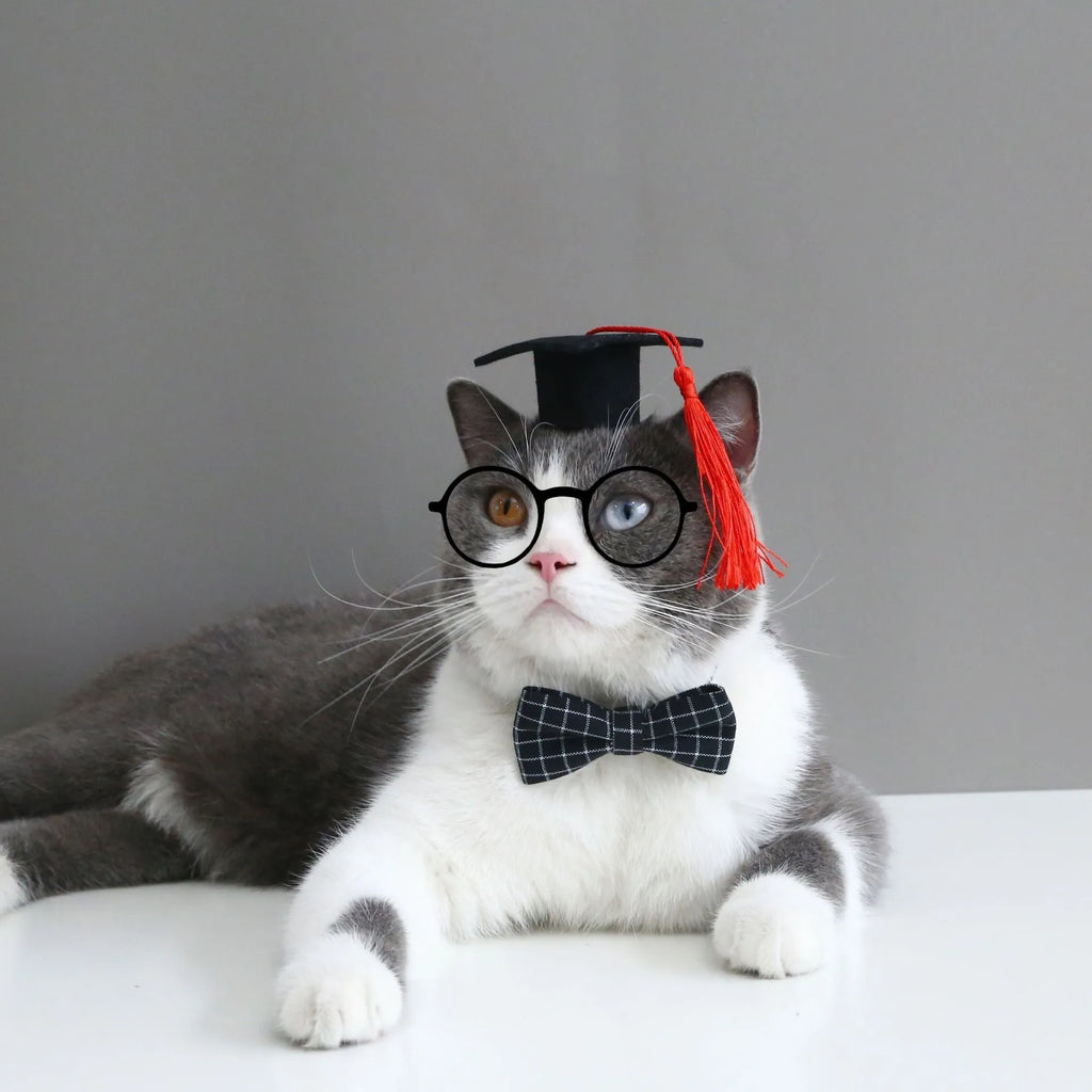 Veterinary doctor's degree hair band and bow tie set for small pets in British style