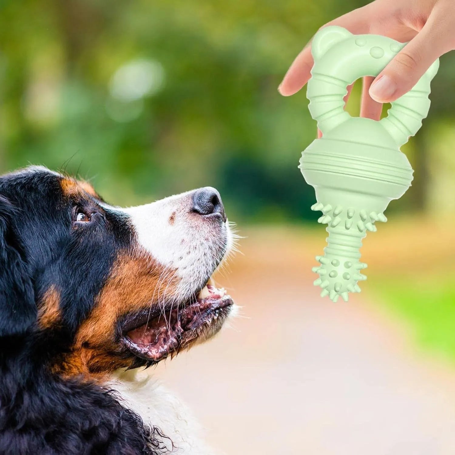 Blue molar-shaped rubber dog chew toy with textured surface for aggressive chewers