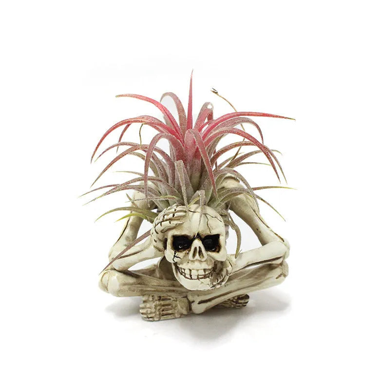 Gothic skull resin bracket holding Tillandsia air plant with iron base