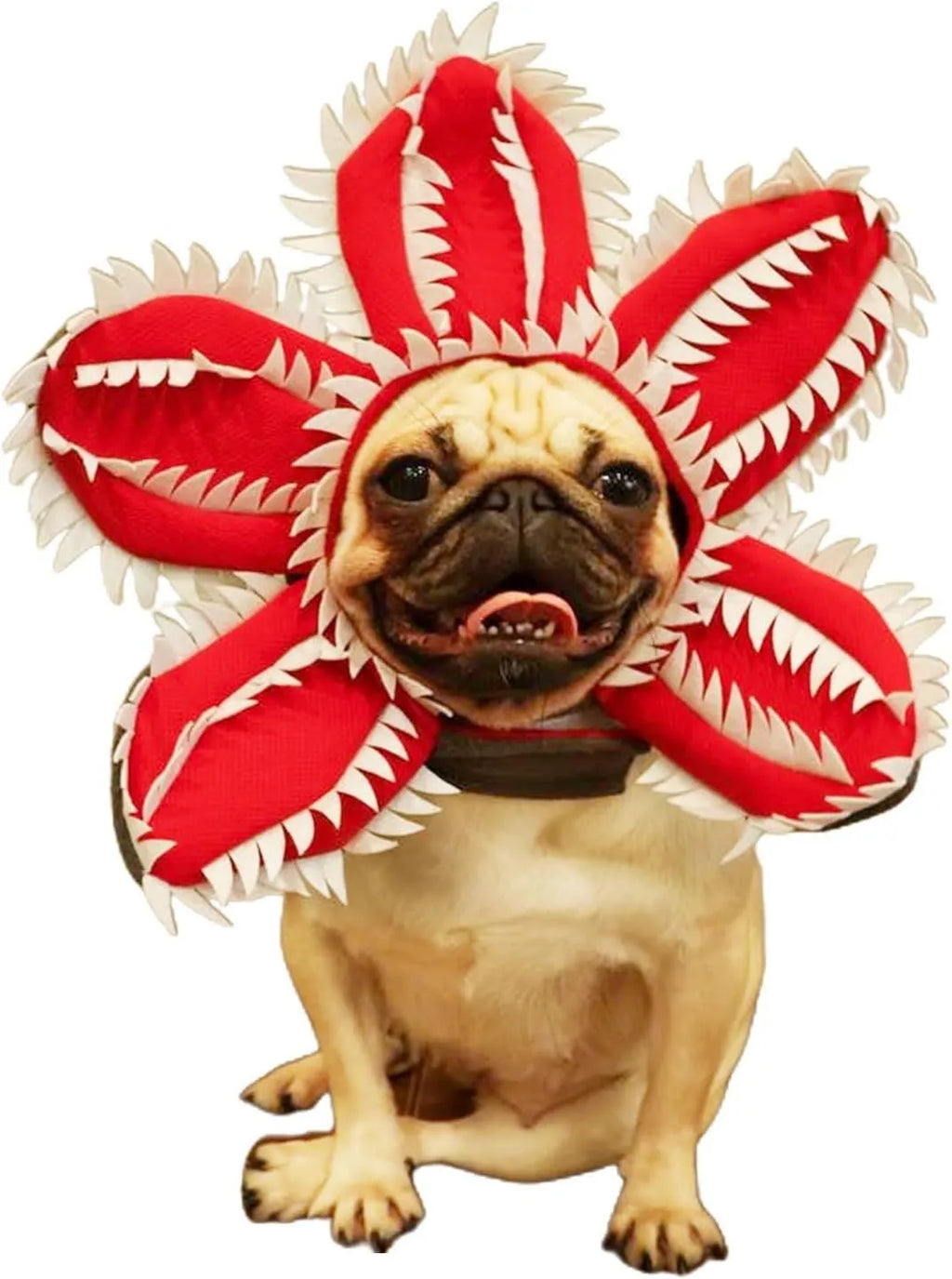 Medium dog wearing Halloween costume with demon hat flower headband and chomper style top