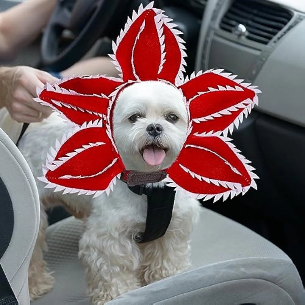 Medium dog wearing Halloween costume with demon hat flower headband and chomper style top