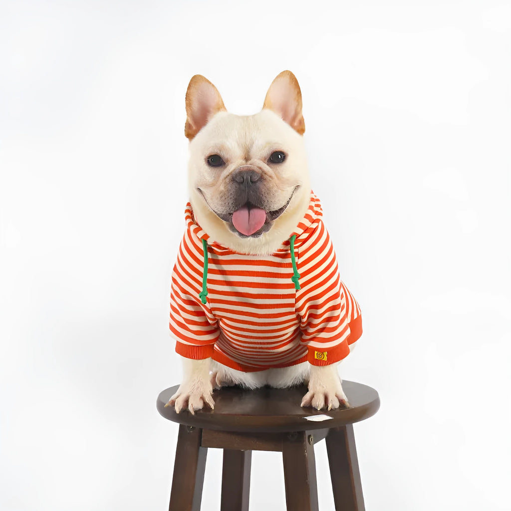 Orange cotton hooded dog sweater for bull pugs in Japanese Korean style
