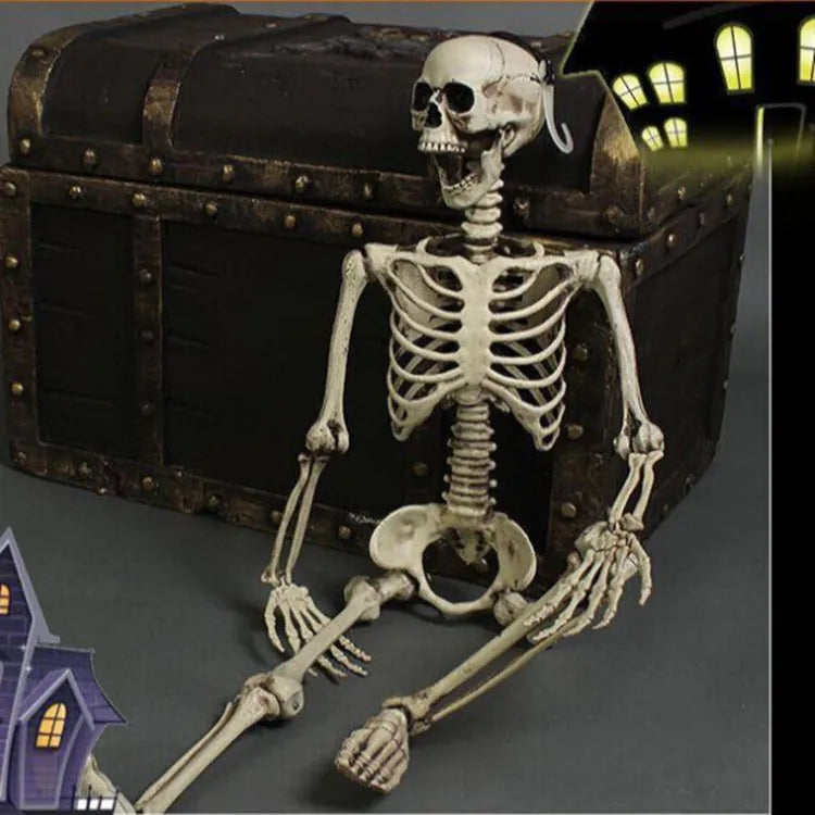 170cm tall plastic skeleton prop with articulated joints and detachable skull displayed in anatomical position
