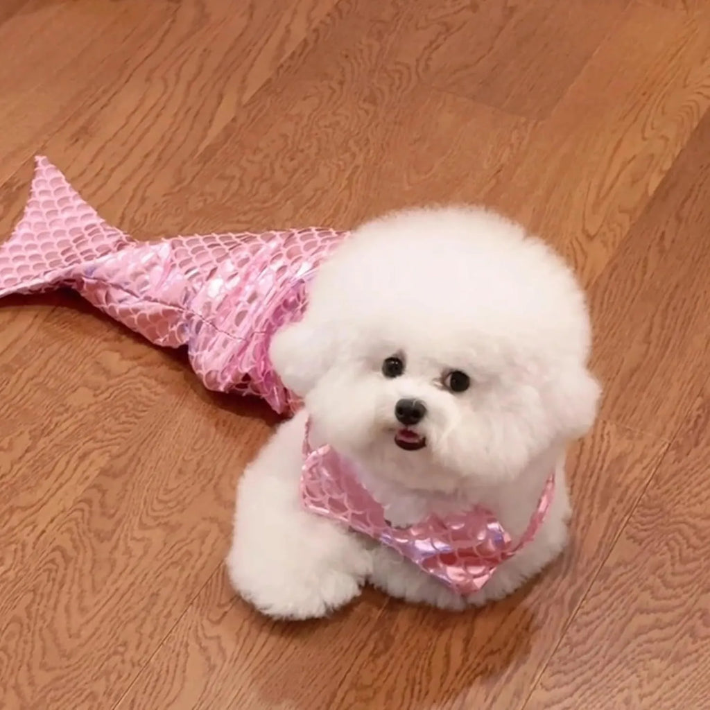 Blue pet mermaid costume on small cat with fish tail and decorative bow