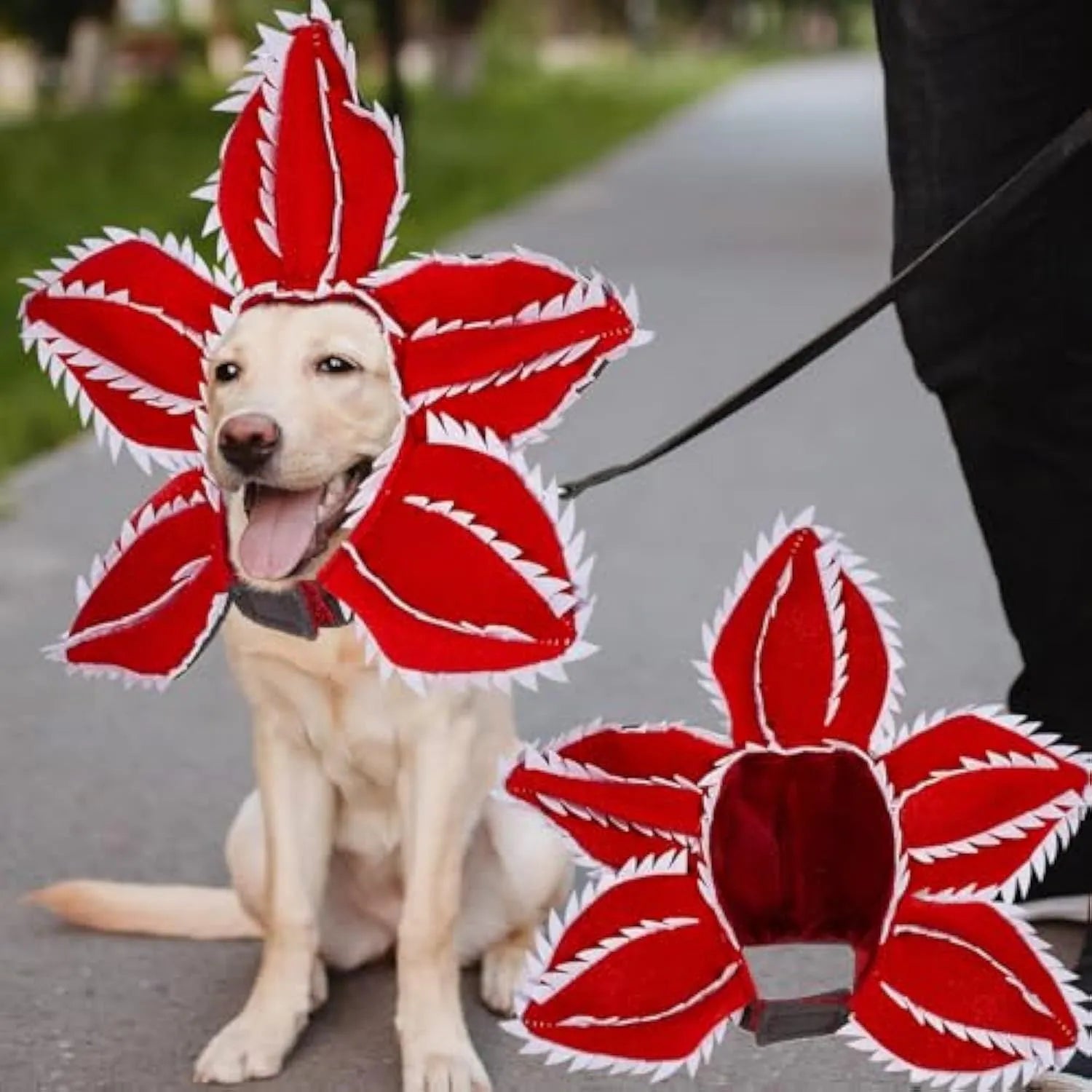 Medium dog wearing Halloween costume with demon hat flower headband and chomper style top