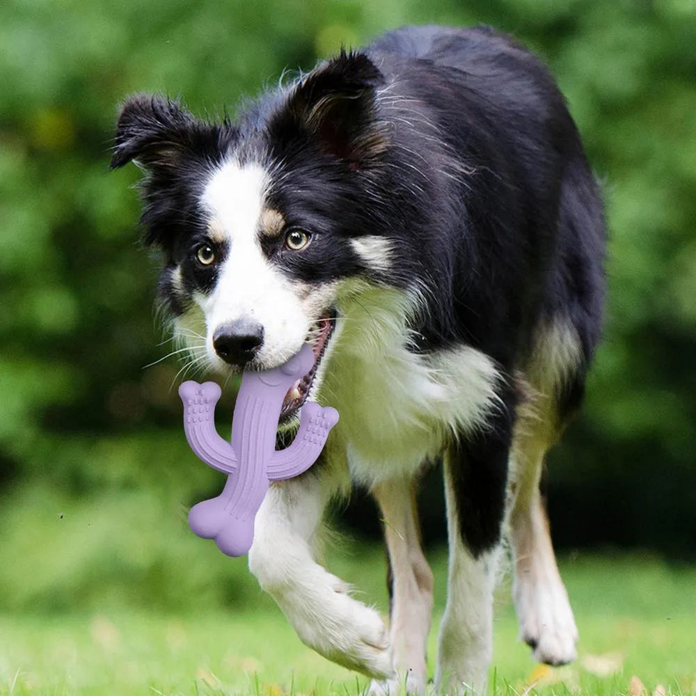 Cactus-shaped dog chew toy in bamboo fibre and rubber available in small and large sizes