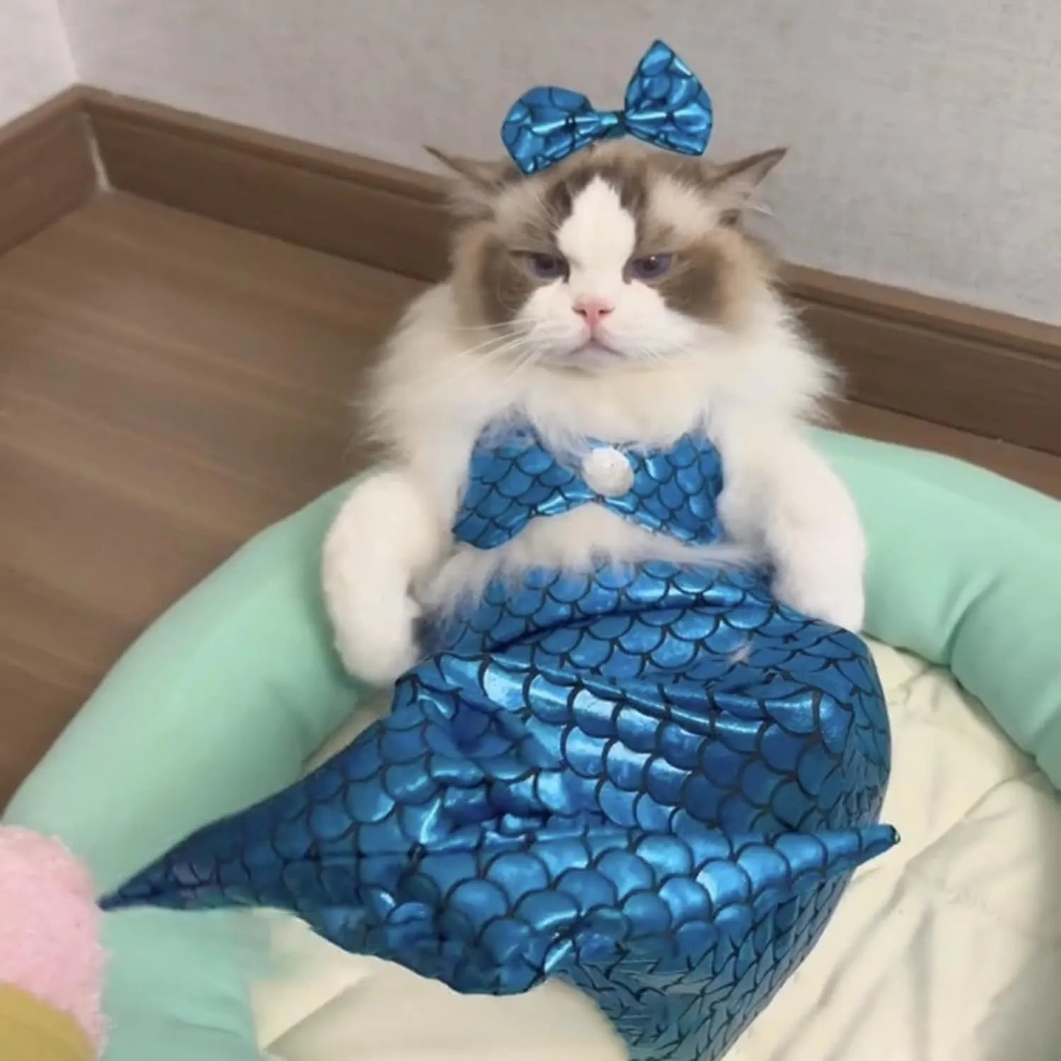 Blue pet mermaid costume on small cat with fish tail and decorative bow