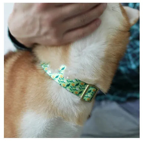 Flower pattern nylon pet collar in Hanada colour with adjustable sizing