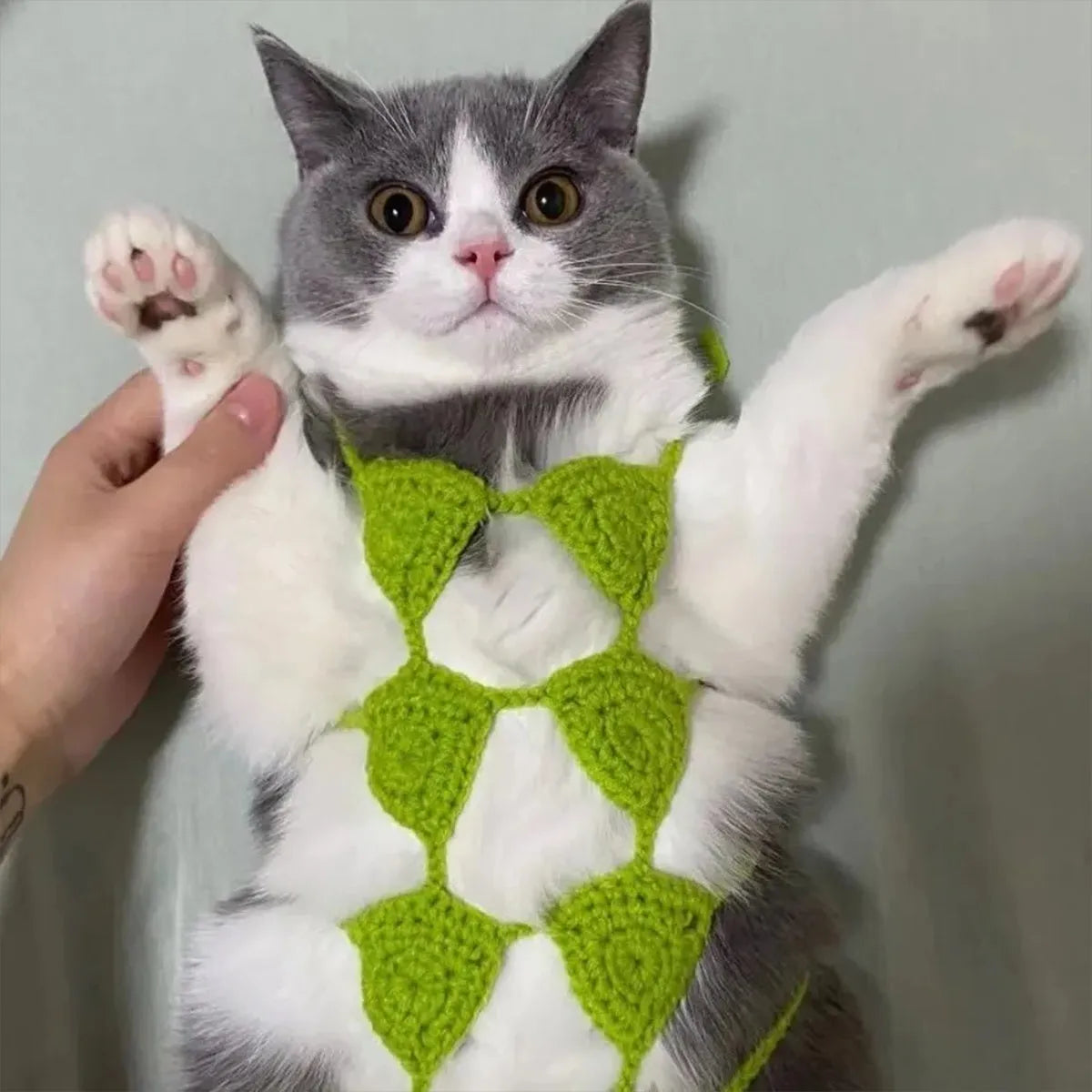 Cat wearing bikini costume in multiple colour options for Halloween and party events