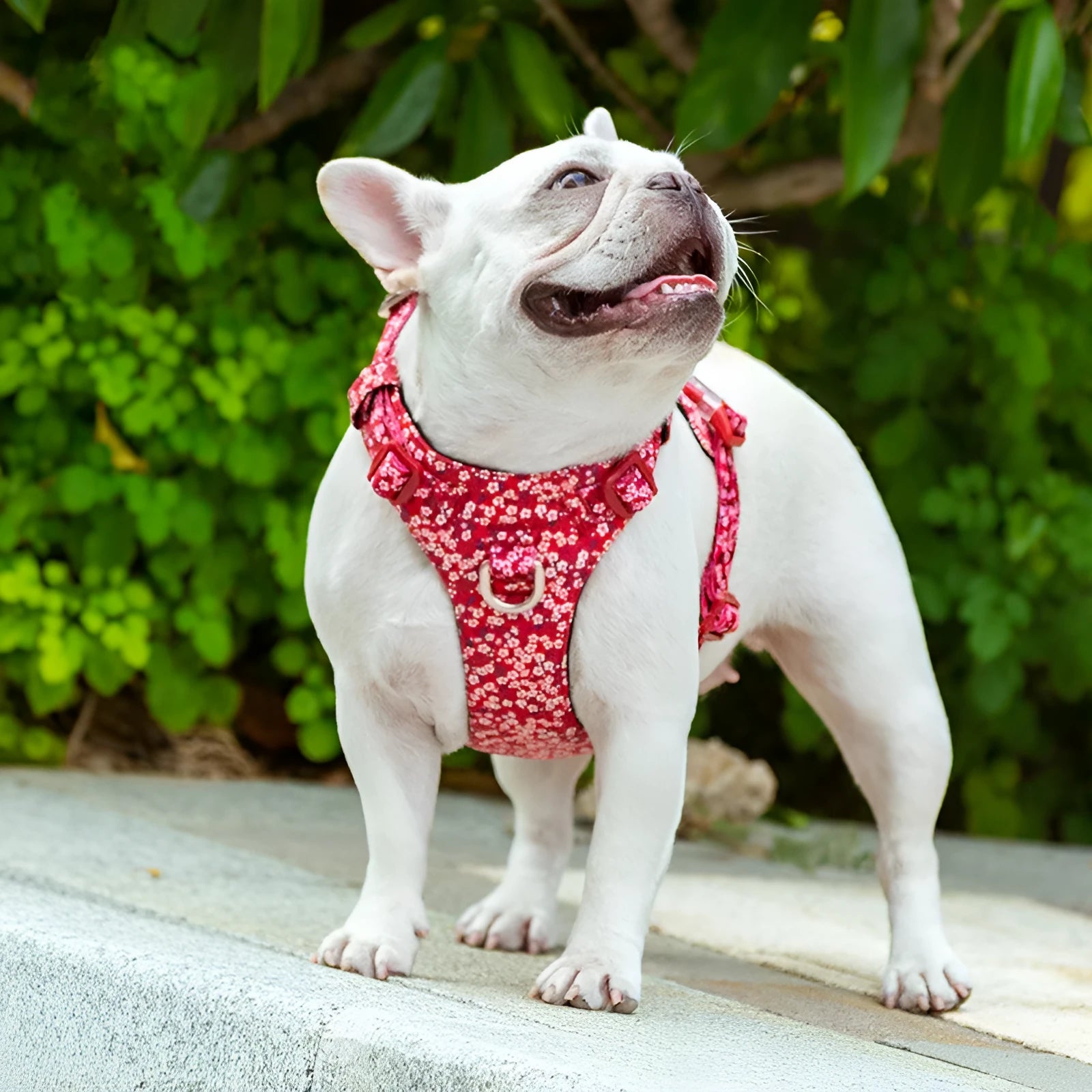Floral pattern pure cotton dog harness chest strap in blue, green, or red, showing size range from XXS to XL.
