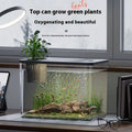 Black and white compact plastic betta fish tank with cover measuring 32 cm long.