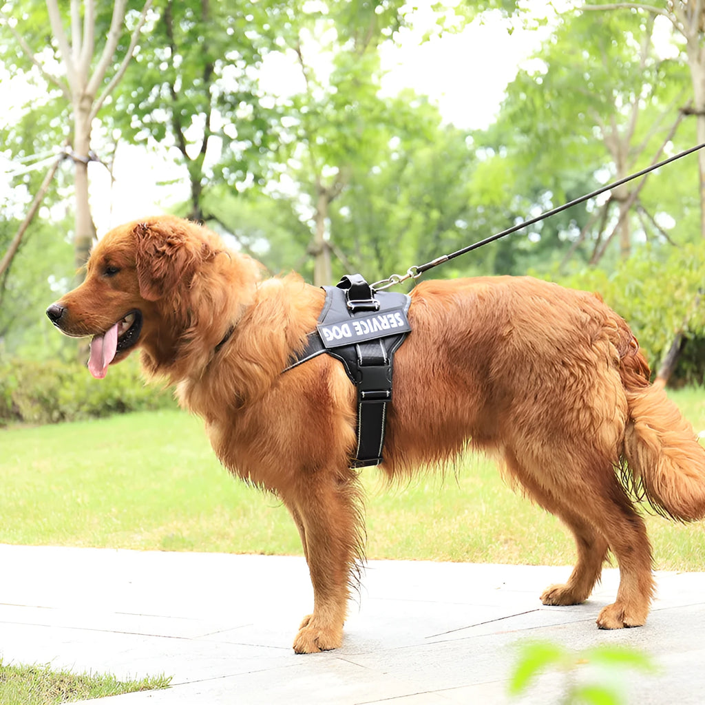 Oxford cloth dog chest strap harness with reflective ribbon and alloy buckle, blue colour, on white background
