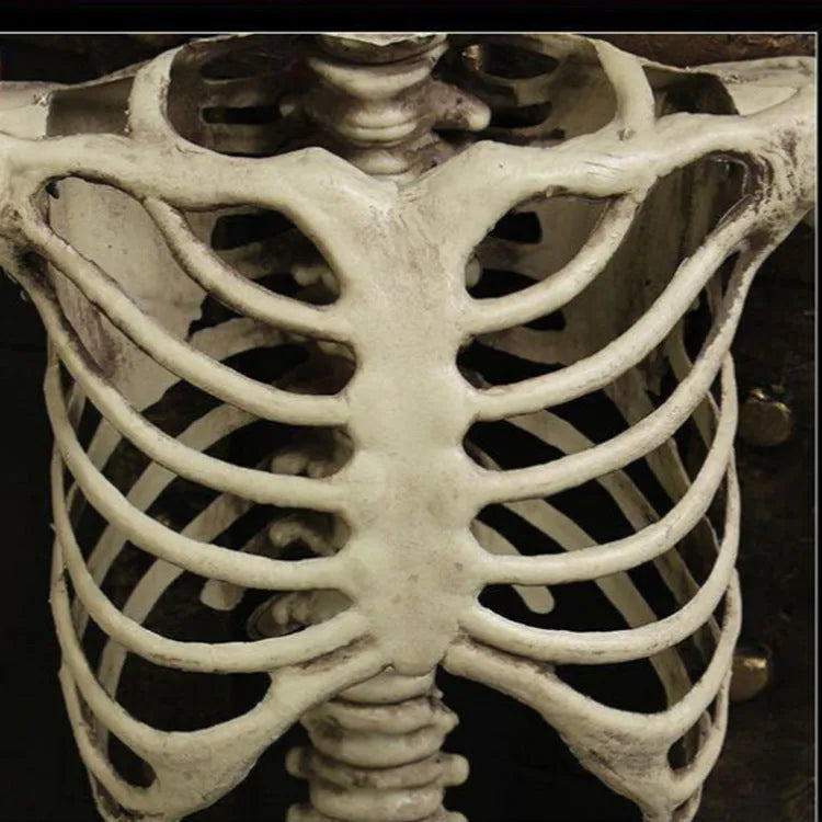 170cm tall plastic skeleton prop with articulated joints and detachable skull displayed in anatomical position