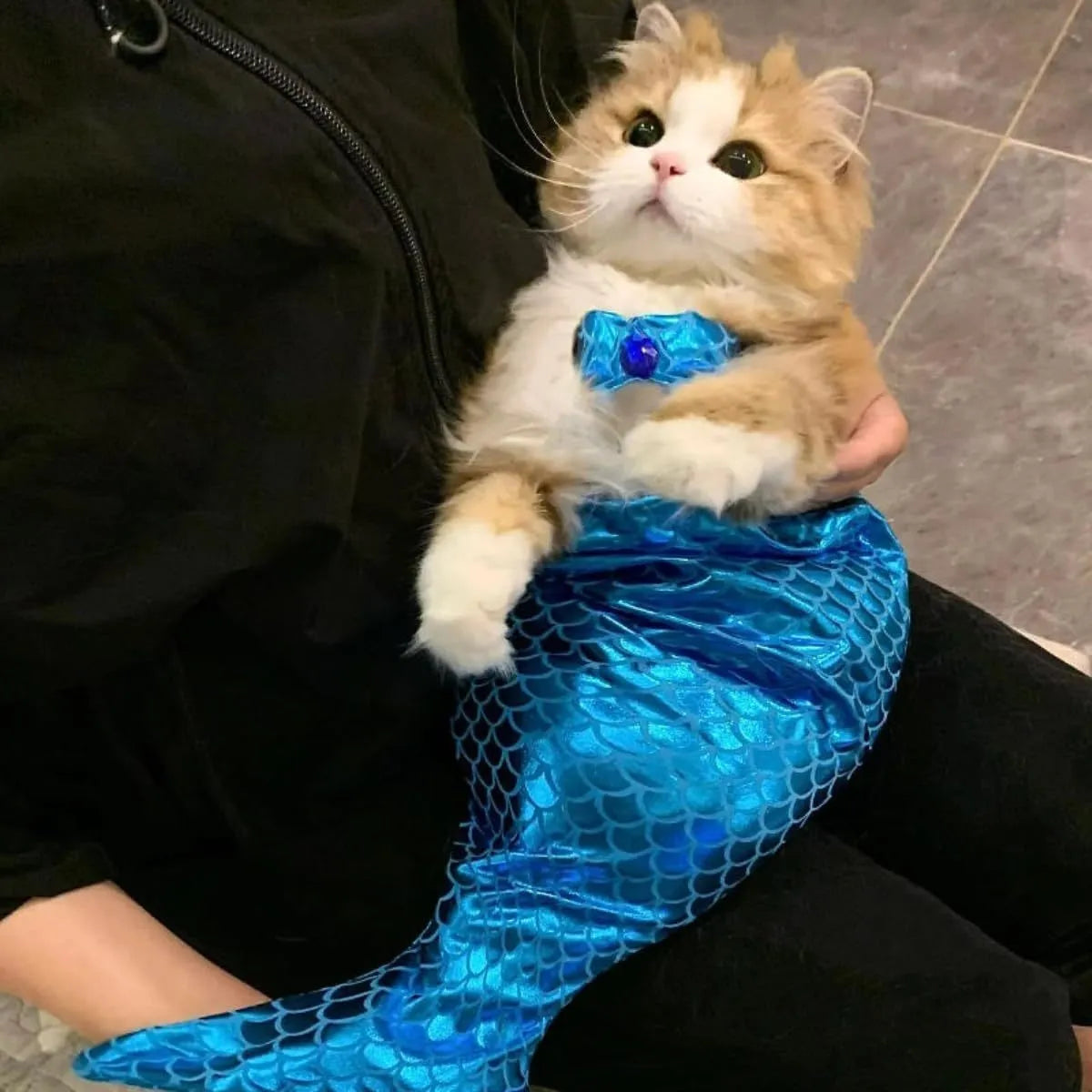 Blue pet mermaid costume on small cat with fish tail and decorative bow