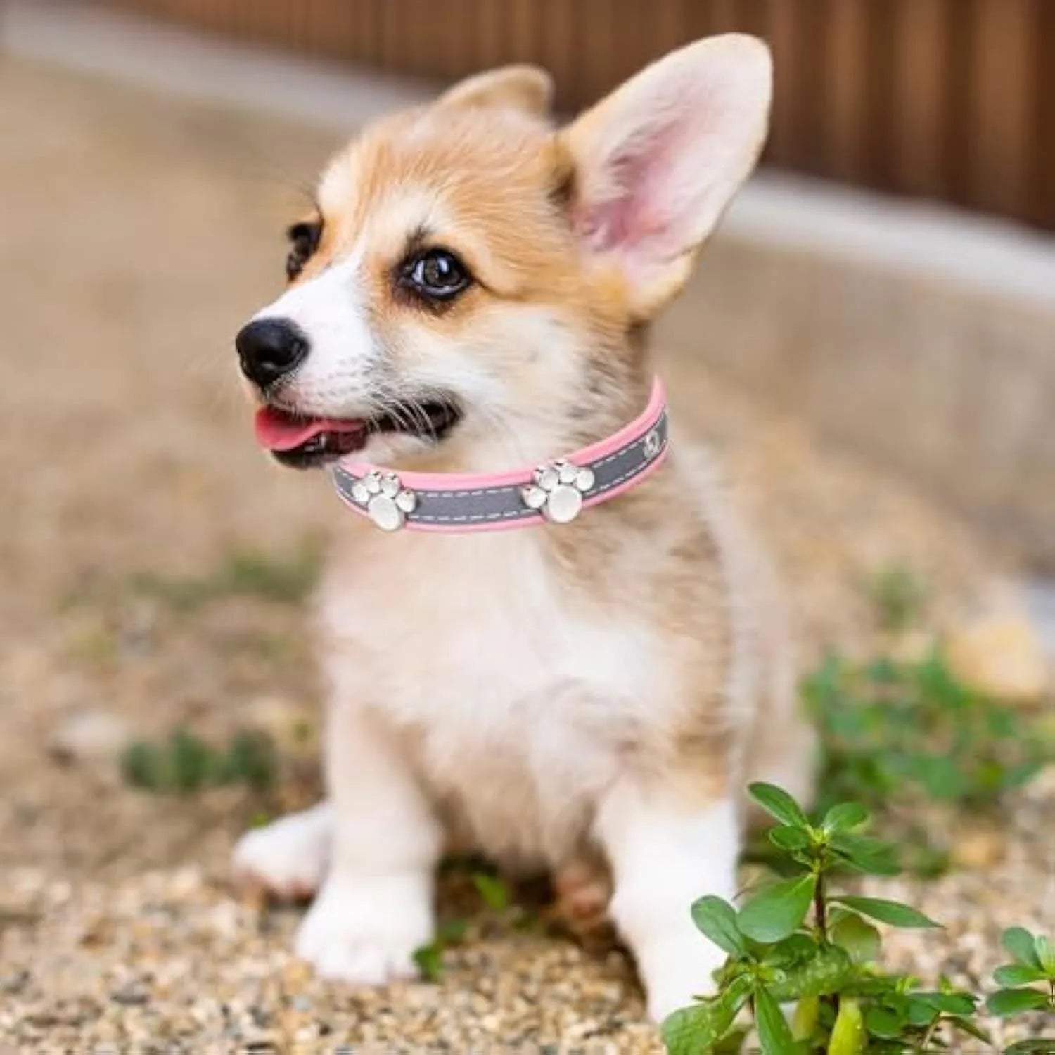 Reflective adjustable dog collar with PU leather and decorative paw rivet in multiple size options