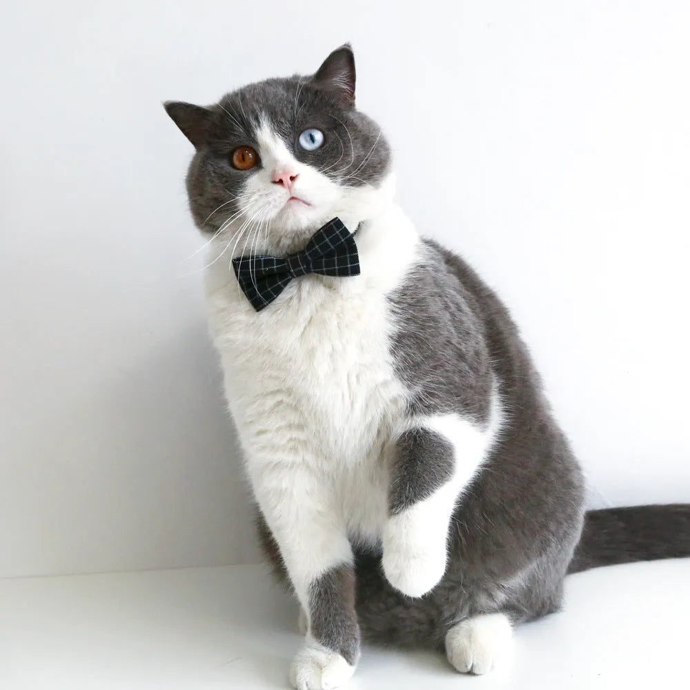 Veterinary doctor's degree hair band and bow tie set for small pets in British style