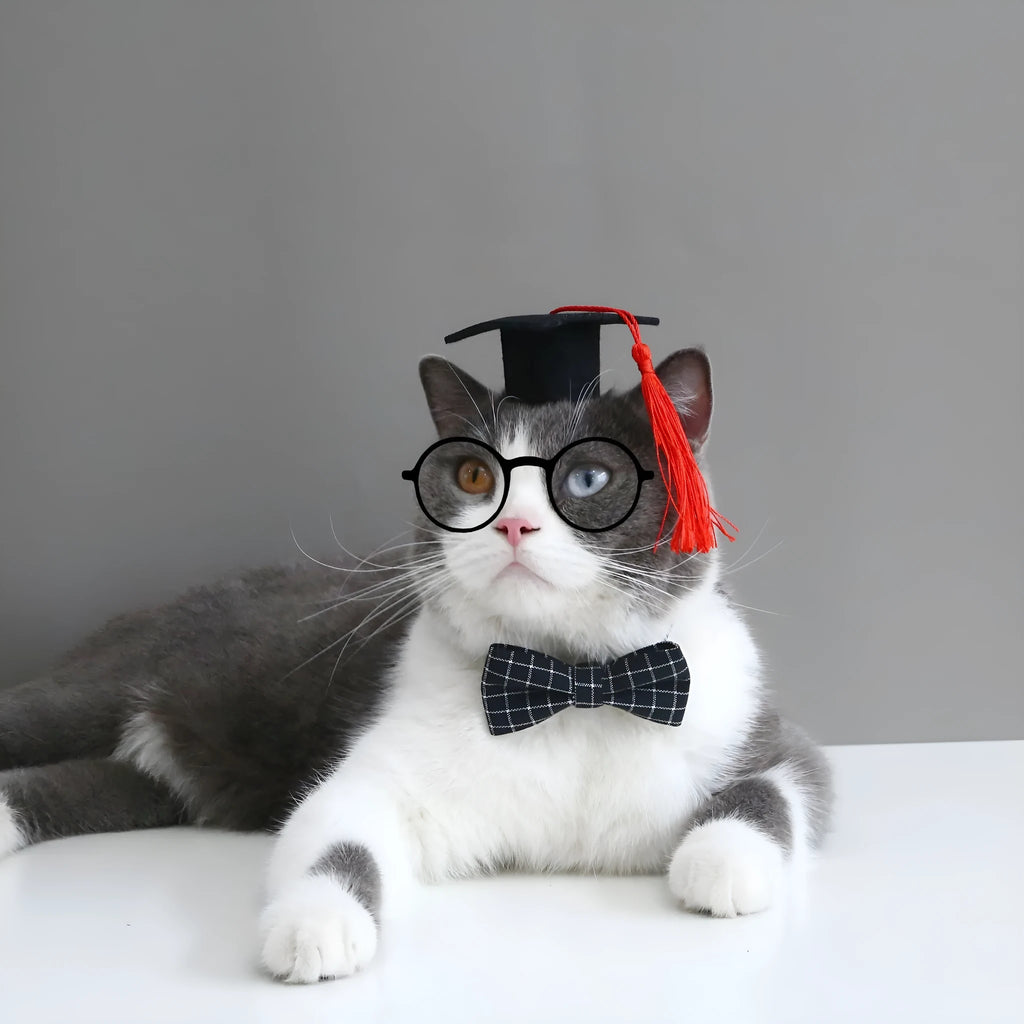 Veterinary doctor's degree hair band and bow tie set for small pets in British style