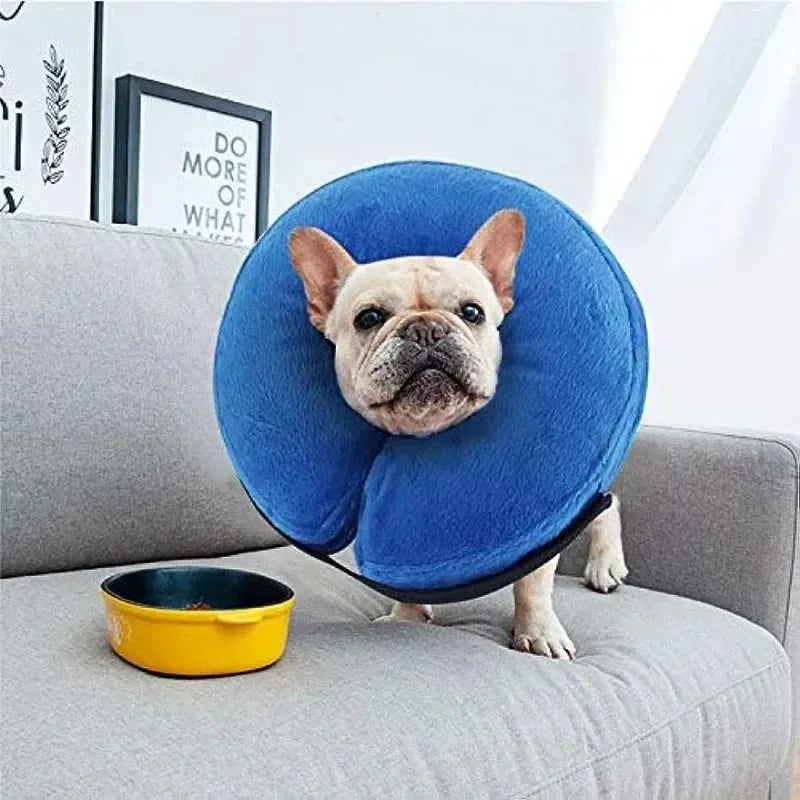 Blue inflatable soft recovery collar for a dog, shown as an alternative to a plastic cone.