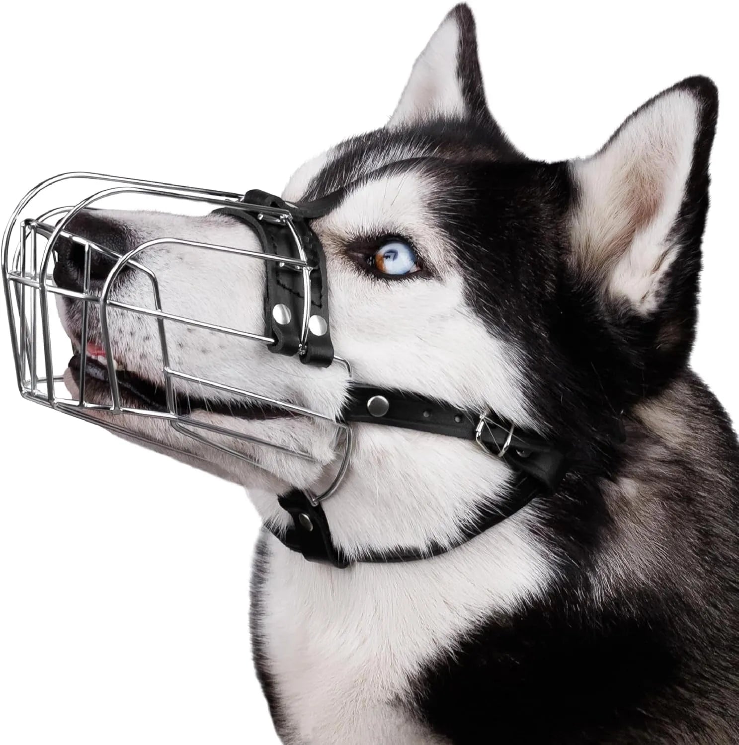 Black metal dog muzzle designed for Golden Retrievers and German Shepherds