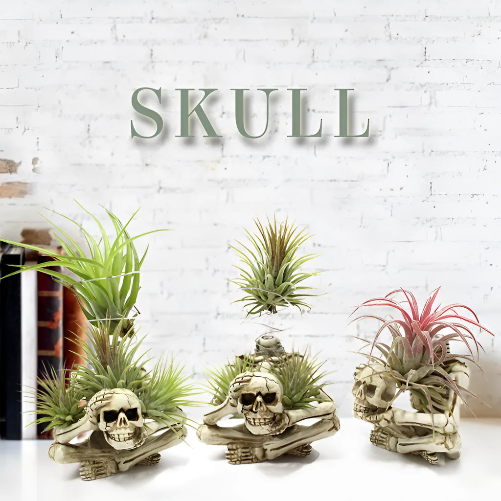Gothic skull resin bracket holding Tillandsia air plant with iron base