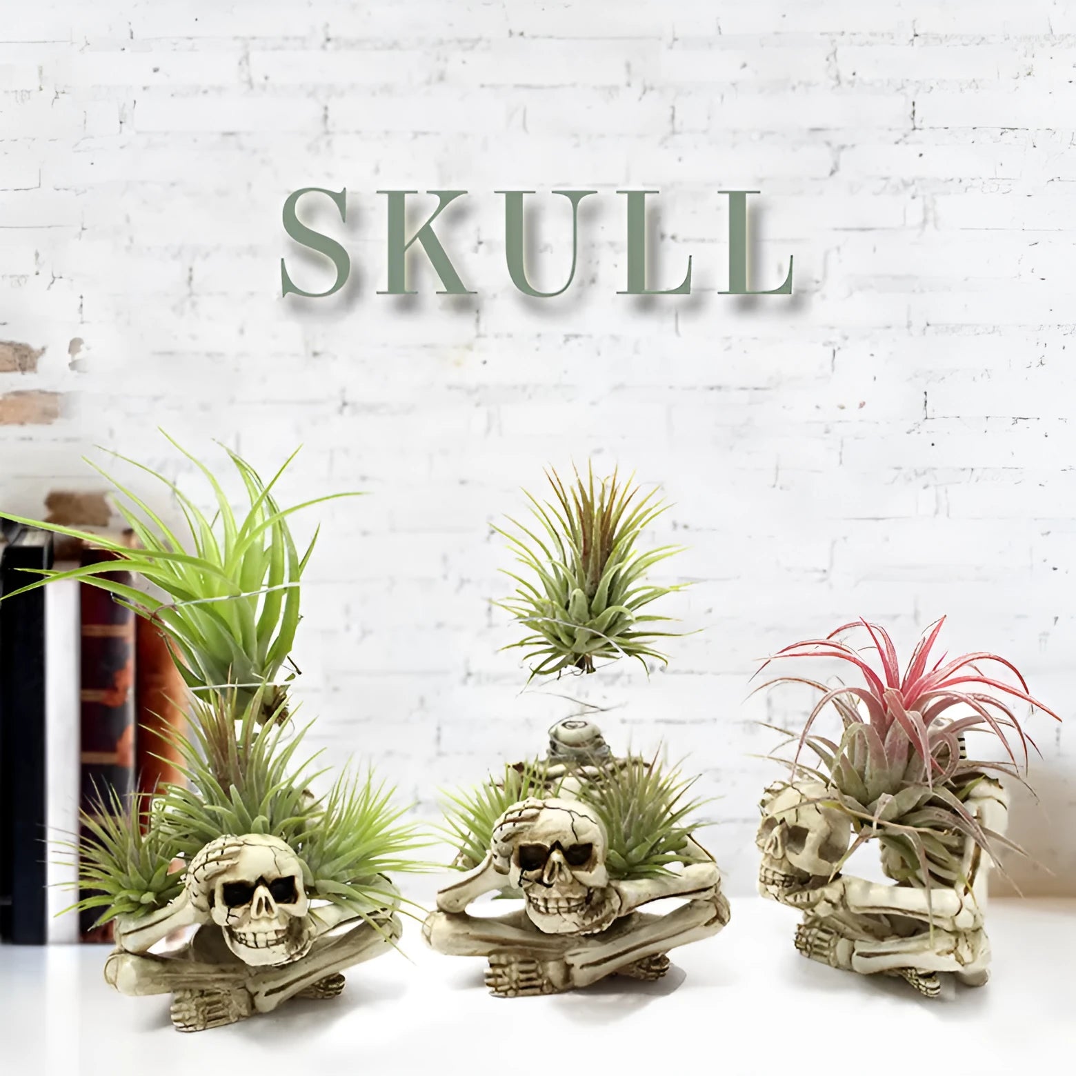 Gothic skull resin bracket holding Tillandsia air plant with iron base