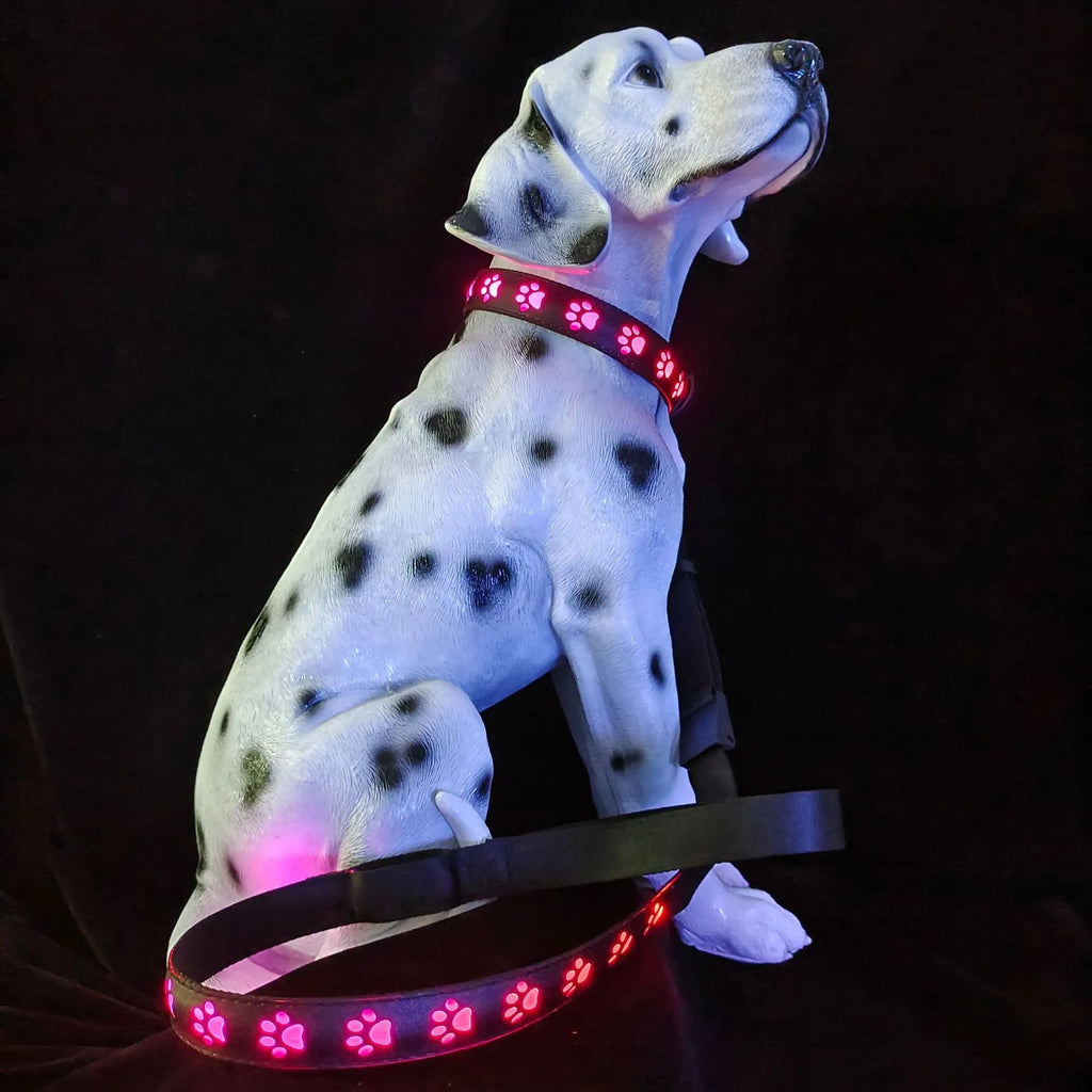 LED luminous dog collar showing seven different coloured lights on a black adjustable polyester strap.