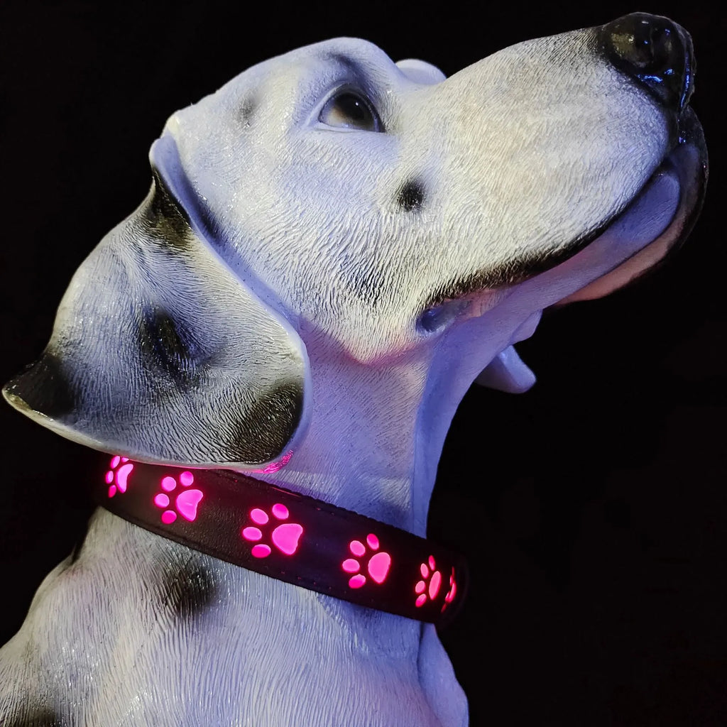 LED luminous dog collar showing seven different coloured lights on a black adjustable polyester strap.