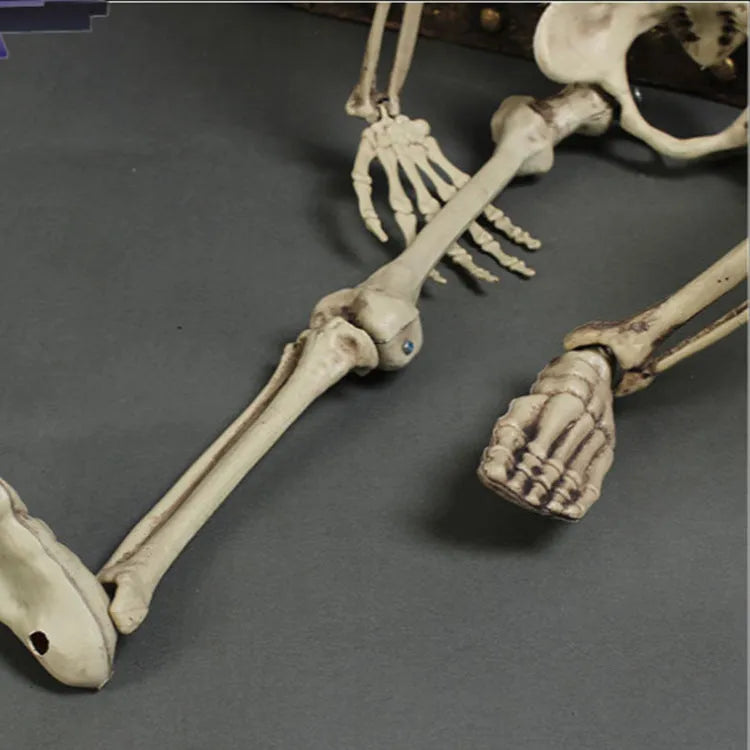 170cm tall plastic skeleton prop with articulated joints and detachable skull displayed in anatomical position